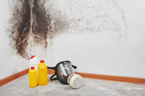 Best Commercial Mold Removal  in Bellmead, TX