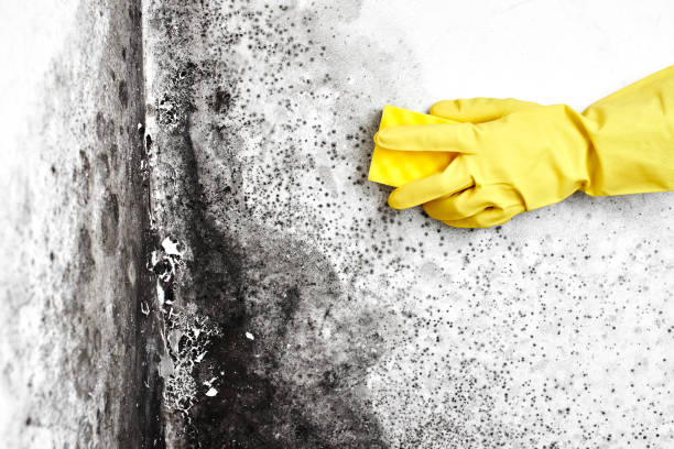 Best Professional Mold Removal  in Bellmead, TX