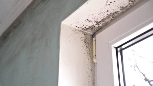 Best Professional Mold Removal  in Bellmead, TX