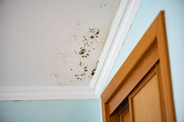 Best Emergency Mold Removal  in Bellmead, TX