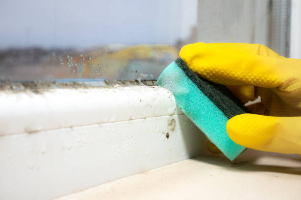 Best Local Mold Removal Service  in Bellmead, TX