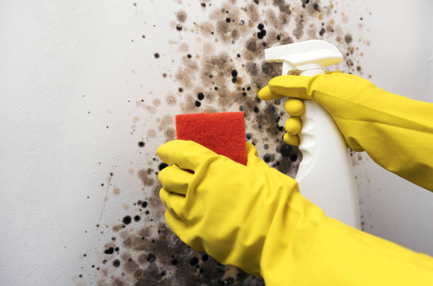 Best Mold Cleaning Services  in Bellmead, TX