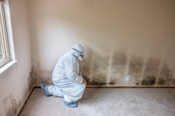 Best Attic Mold Removal  in Bellmead, TX