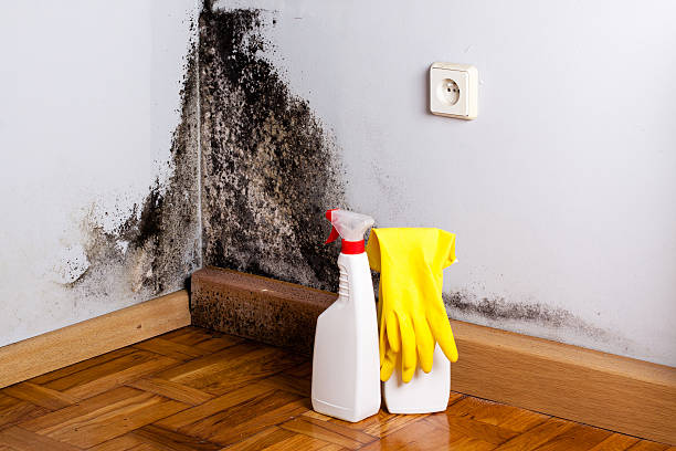 Best Black Mold Removal  in Bellmead, TX