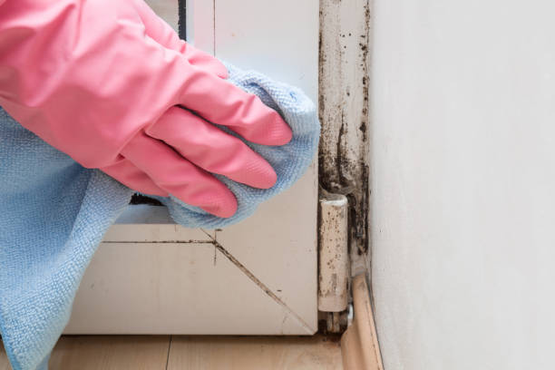 Best Certified Mold Removal  in Bellmead, TX